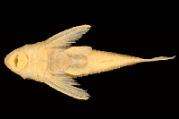 Bild 4: Hypoptopoma sternoptychum, paratype, río Aguarico, Napo, Ecuador, ventral