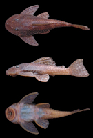 рис. 3: Hypostomus aff. paulinus, NUP 15329, 112.8 mm SL, Brazil, Paraná state, municipality of Campo Mourão, rio Mourão, tributary of the rio Ivaí.