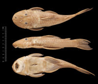 Bild 3: Hypostomus albopunctatus