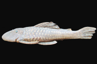 Hypostomus albopunctatus, NUP1761, 210.0 mm SL, Itaipu Reservoir, Santa Helena, State of Paraná