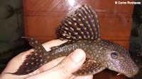 Pic. 3: Hypostomus arecuta