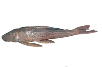 Lateral view of a live specimen of Hypostomus aspilogaster collected in the stream Mandisoví Grande, Entre Ríos province,Argentina. ILPLA 2156, (YC09-090), 285.2 mm SL