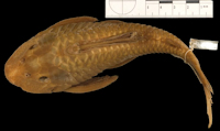 Pic. 3: Hypostomus atropinnis - Dorsalansicht