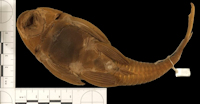 рис. 4: Hypostomus atropinnis - Ventralansicht