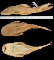 рис. 3: Plecostomus bolivianus = Hypostomus bolivianus, Holotype