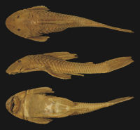 Pic. 3: Plecostomus borellii Holotype BMNH 1897.1.27.19 SL153.1mm