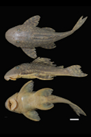 рис. 3: Hypostomus butantanis