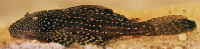 рис. 3: Hypostomus chrysostiktos, 104.5 mm SL