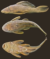 рис. 5: Hypostomus delimai new species, INPA 6191, holotype, 235.2 mm SL