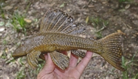 Pic. 4: Hypostomus delimai, NUP 11016, paratype, 176.7 mm SL, from the rio Lontra, rio Araguaia basin