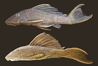 foto 6: Hypostomus delimai NUP 11016, paratype, 176.7 mm SL (top); and H. hoplonites 