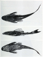 рис. 3: Hypostomus dlouhyi, Holotype