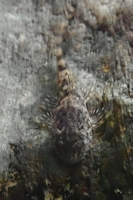 рис. 5: Hypostomus froehlichi