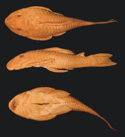 рис. 4: Plecostomus hermanni Holotype BMNH 1905.6.9.5 SL201.8mm