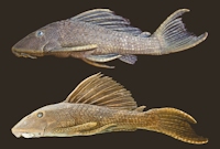 Bild 3: Hypostomus delimai NUP 11016, paratype, 176.7 mm SL (top); and H. hoplonites INPA 31849, 225.0 mm SL (bottom).  