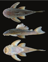 рис. 3: Hypostomus kuarup , holotype, MZUSP 109765, 157.0 mm SL: Brazil, Mato Grosso, Campinápolis, rio Culuene