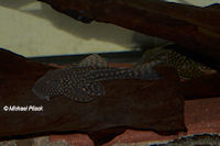 foto 3: Hypostomus sp. "L 101"