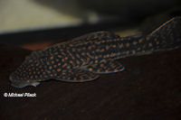 Pic. 4: Hypostomus sp. "L 101"