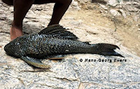 рис. 3: Hypostomus sp. "L 286"