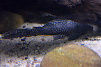 foto 3: Hypostomus sp. "L 311"