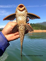 Pic. 3: Hypoostomus von der Embalse de San Leandro