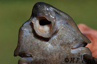 foto 82: Hypostomus laplatae