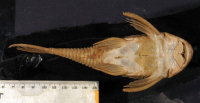 Pic. 4: Hypostomus latirostris