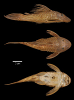 рис. 5: Hypostomus latirostris