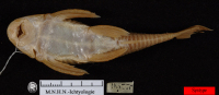 Pic. 4: Hypostomus lima