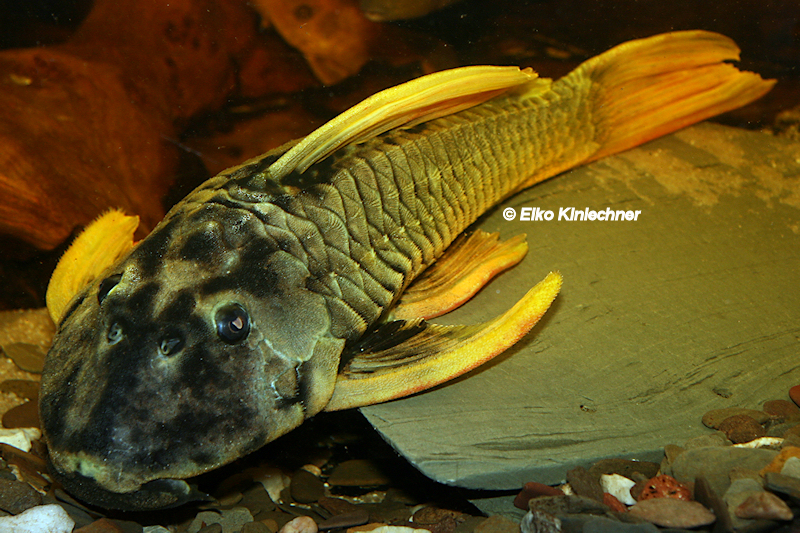 Hypostomus luteus, einer der schönsten Harnischwelse