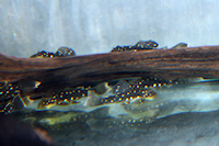 Bild 6: Hypostomus luteus