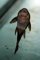 Bild 8: Hypostomus luteus