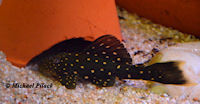 Bild 9: Hypostomus luteus NZ - ca. 10 cm