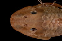 Bild 3: Hypostomus macrops, dorsal