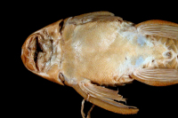 рис. 4: Hypostomus macrops, ventral