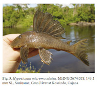 Bild 3: Hypostoumus micromaculatus, MHNG 2674.028, 143,1 mm SL, Suriname, Gran River at Kossindo, Cajana
