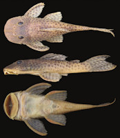 foto 3: Hypostomus mutucae, NUP 6641, 109.2 mm: Brazil, Mato Grosso, rio Paraguay basin, rio Claro