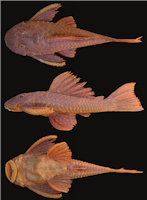 рис. 3: Hypostomus myersi , NUP 680, 146.2 mm SL, Salto Caxias reservoir, rio Iguaçu, Municipality of Capitão Leônidas Marques/Nova Prata do Iguaçu, Paraná, Brazil