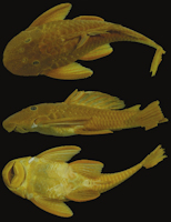 рис. 4: Holotype of Hypostomus myersi MNRJ 4251, 174.0 mm SL, Porto União, rio Iguaçu, Paraná, Brazil