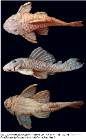 Bild 3: Hypostomus peckoltoides, holotype, MZUSP 105226, 110.7 mm SL, from the rio Cuiabá, upper rio Paraguai basin, Mato Grosso State, Brazil
