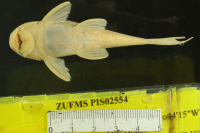 Pic. 4: Hypostomus piratatu, ventral