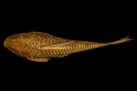 Bild 3: Plecostomus punctatus = Hypostomus punctatus, dorsal