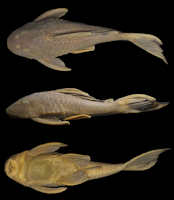 рис. 3: Hypostomus pusarum, UFPB 9265, 150.0 mm SL. Poti River, tributary of the Parnaíba River basin, Crateús, Ceará, Brazil