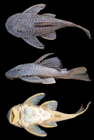 рис. 3: Hypostomus sp. 3, NUP 10917, 142.3 mm SL, Brazil, Paraná state, municipality of Ivatuba, rio Ivaí. Dorsal, lateral and ventral view.