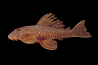 Pic. 5: Hypostomus sp. 1, NUP 2597, 135.7 mm SL, Brazil, Paraná state, municipality of Marialva, rio Keller, tributary of the rio Ivaí