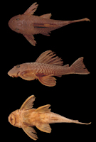 Bild 6: Hypostomus sp. 1, NUP 2597, 135.7 mm SL, Brazil, Paraná state, municipality of Marialva, rio Keller, tributary of the rio Ivaí