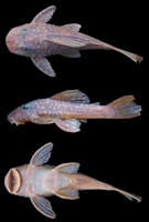 рис. 3: Hypostomus sp. 2, NUP 3030, 116.2 mm SL, Brazil, Paraná state, municipality of Campo Mourão, rio Mourão, tributary of the rio Ivaí