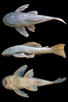 рис. 3: Hypostomus sp. 4, NUP 4745, 149.1 mm SL, Brazil, Paraná state, municipality of Nova Tebas, rio Muquilão, tributary of the rio Ivaí.