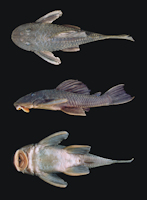 foto 4: Hypostomus robertsoni, holotype, NUP 22740, 127.9 mm SL; Brazil, Paraná State, Marialva, Keller River, tributary of Ivaí River, Upper Paraná River basin