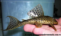 Bild 6: Hypostomus robinii